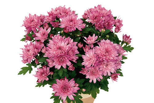 Chrysanthemen: Chrysanthemum Yahou & Friends Yahou Dark Prune