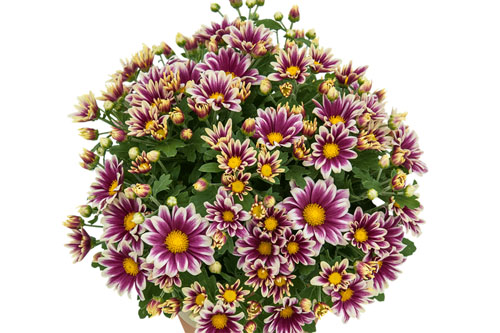 Chrysanthemum Yahou & Friends Zoli