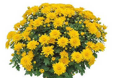 Chrysanthemum Yahou & Friends Dodu