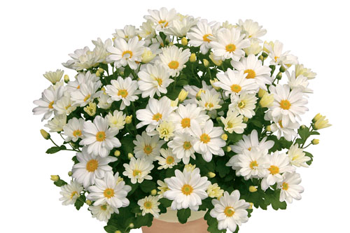 Chrysanthemum Yahou & Friends Elys White