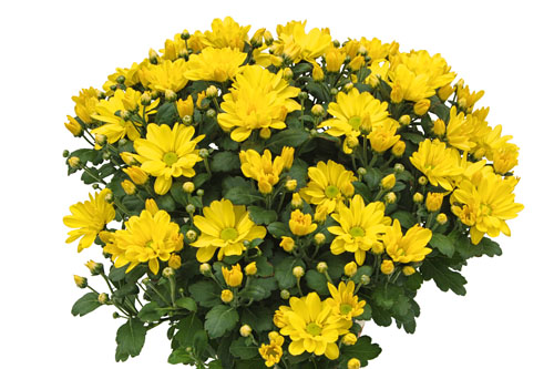 Chrysanthemum Yahou & Friends Elys Yellow