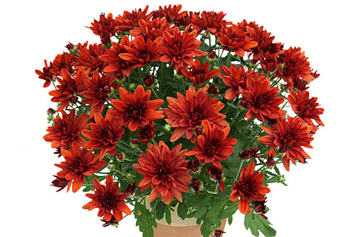 Chrysanthemum Yahou & Friends Gaby Scarlet