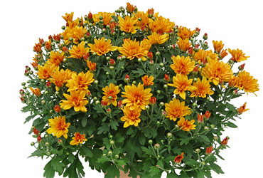 Chrysanthemum Yahou & Friends Gaby