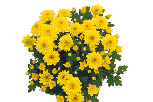 Chrysanthemum Yahou & Friends Galic