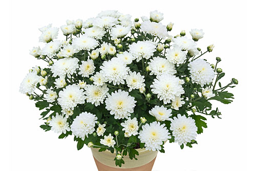 Chrysanthemum Yahou & Friends Iceland White