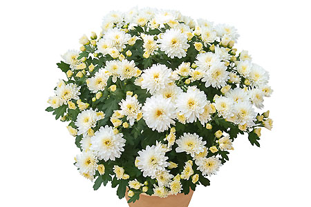Chrysanthemum Yahou & Friends Kessy