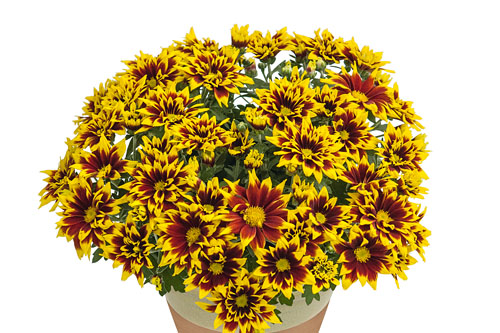 Chrysanthemum