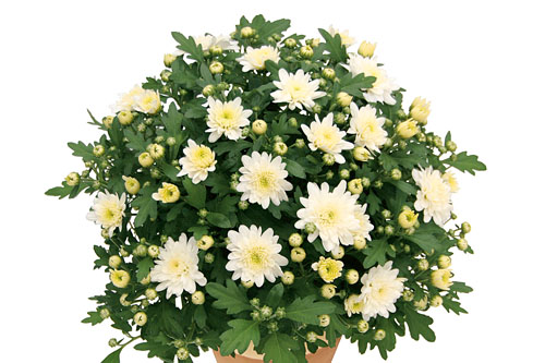 Chrysanthemum Yahou & Friends Nouga White