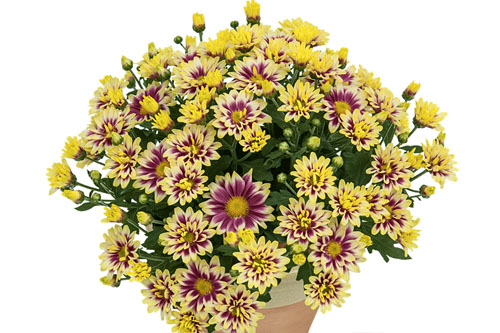 Chrysanthemum Yahou & Friends Picto
