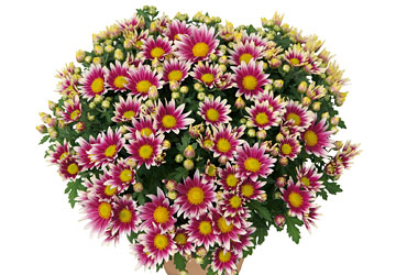 Chrysanthemum Yahou & Friends Tilou Violet