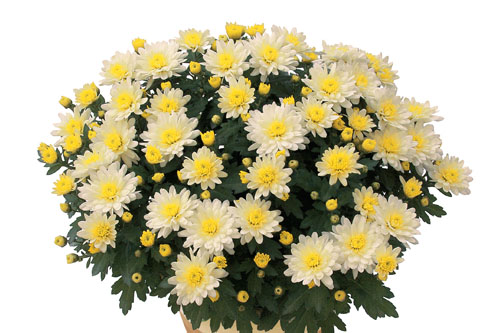 Chrysanthemum Yahou & Friends Tipik White