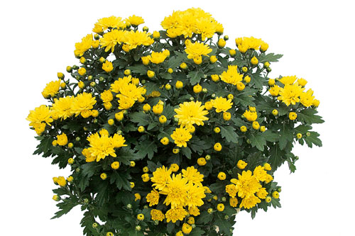Chrysanthemum Yahou & Friends Tipik Yellow