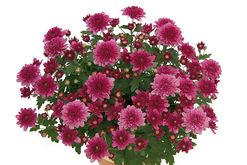 Chrysanthemum Yahou & Friends Tiplo