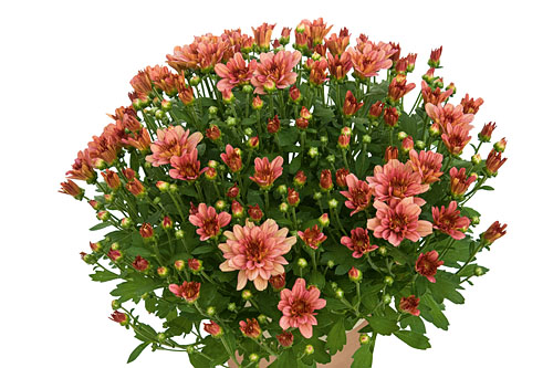 Chrysanthemum