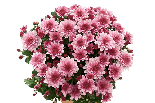 Chrysanthemum Yahou & Friends Tonka Pink