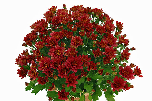 Chrysanthemen: Chrysanthemum Yahou & Friends Tonka Red