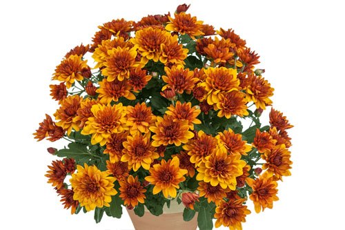 Chrysanthemen: Chrysanthemum Yahou & Friends Tropic