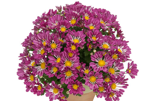 Chrysanthemen: Chrysanthemum Yahou & Friends Vegas
