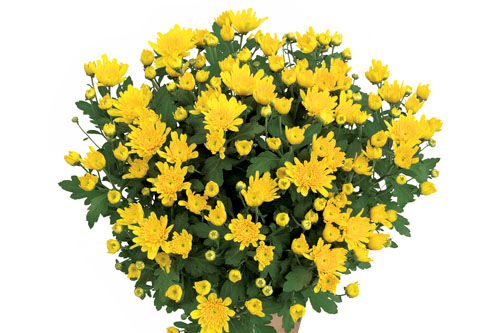 Chrysanthemum Yahou & Friends Yahou Golden