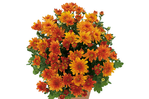 Chrysanthemum Yahou & Friends Yahou Orange