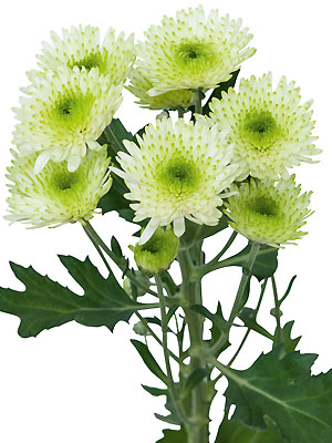 Chrysanthemum Schnitt Kleinblumer Cocoon White Chrysanthemum Schnitt Kleinblumer Cocoon White