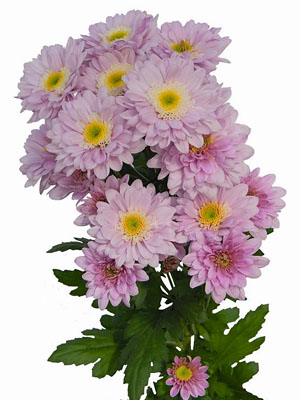 Chrysanthemum Schnitt Kleinblumer Fianna Chrysanthemum Schnitt Kleinblumer Fianna