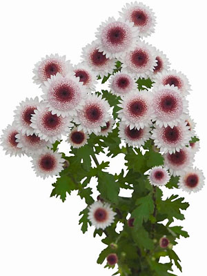 Chrysanthemum Schnitt Kleinblumer Sweetheart Chrysanthemum Schnitt Kleinblumer Sweetheart