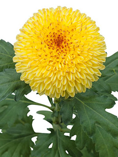 Chrysanthemum Schnitt Kleinblumer Abbey Yellow Chrysanthemum Schnitt Kleinblumer Abbey Yellow