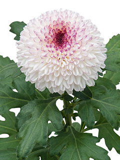Chrysanthemum Schnitt Kleinblumer Abbey Chrysanthemum Schnitt Kleinblumer Abbey