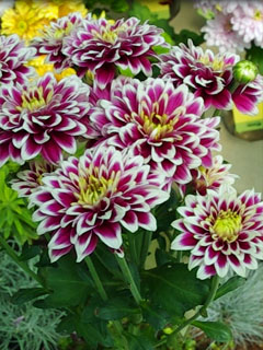 Chrysanthemum Schnitt Kleinblumer Amethyst Alpha Chrysanthemum Schnitt Kleinblumer Amethyst Alpha