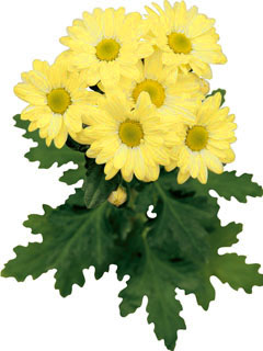 Chrysanthemum Schnitt Kleinblumer Bacardi Yellow Chrysanthemum Schnitt Kleinblumer Bacardi Yellow