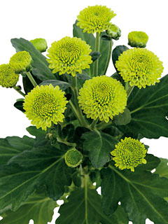 Chrysanthemum Schnitt Kleinblumer Feeling Dark Green Chrysanthemum Schnitt Kleinblumer Feeling Dark Green