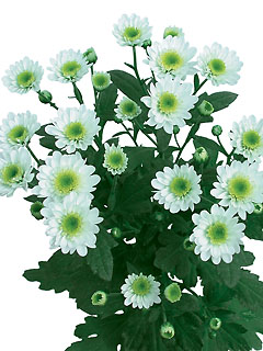 Chrysanthemum Schnitt Kleinblumer Ford Chrysanthemum Schnitt Kleinblumer Ford