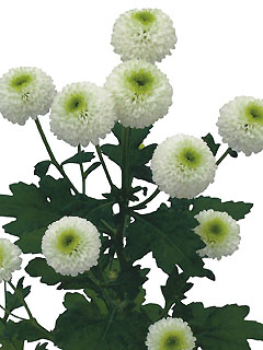 Chrysanthemum Schnitt Kleinblumer Groovy Chrysanthemum Schnitt Kleinblumer Groovy