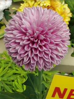 Chrysanthemum  Gustav