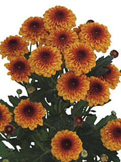 Chrysanthemum Schnitt Kleinblumer Lexy Chrysanthemum Schnitt Kleinblumer Lexy