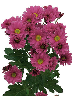 Chrysanthemum Schnitt Kleinblumer Lima Chrysanthemum Schnitt Kleinblumer Lima