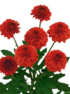 Chrysanthemum Schnitt Kleinblumer Lexy Red Chrysanthemum Schnitt Kleinblumer Lexy Red