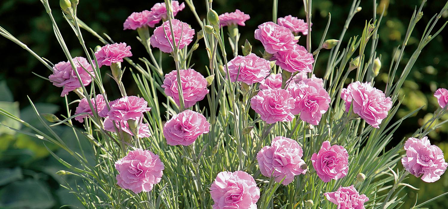 Dianthus Devon Cottage