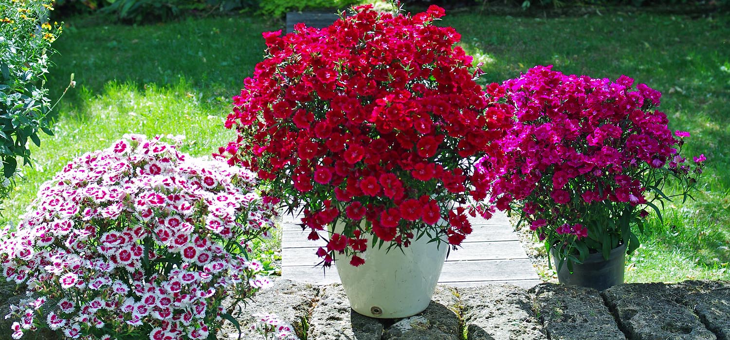 Dianthus SUMMER DIAMONDS