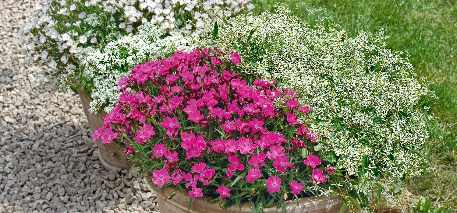 Dianthus Waikiki