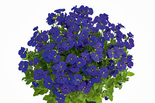 Aubrieta JUST SPRING Blue