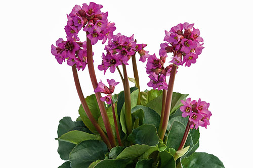 Bergenia  Nachtkristall