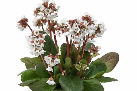 Bergenia  Schneekristall