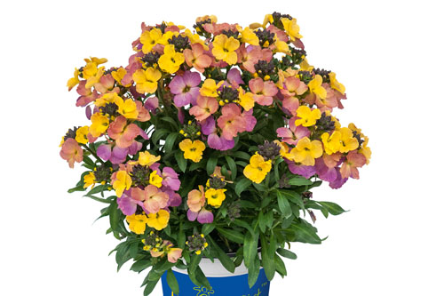 Erysimum RYSI Winter Carnival