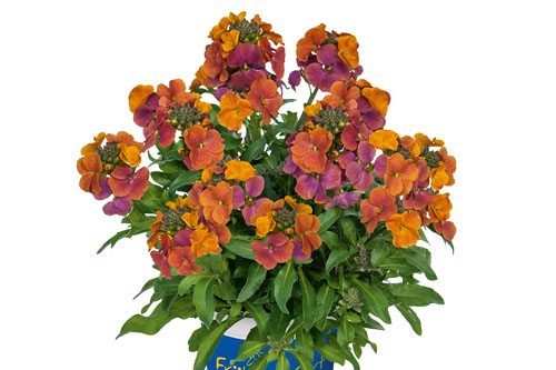 Fruehlingsflirt: Erysimum  Winter Orchid