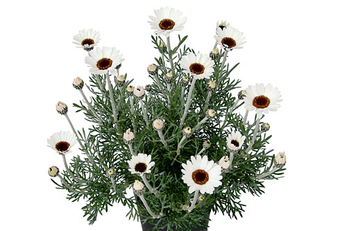 Leucanthemum African Spring Leucanthemum African Spring