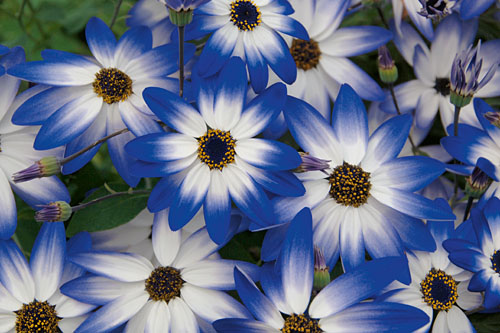 Pericallis SENETTI Blue Bicolor Improved