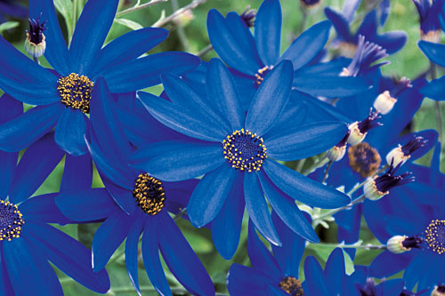 Pericallis SENETTI Deep Blue