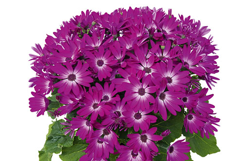 Pericallis SENETTI Hot Pink Bicolor